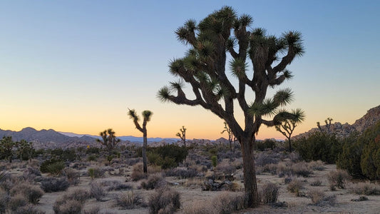 Transformational Desert Journey | Sacred Retreat in Joshua Tree