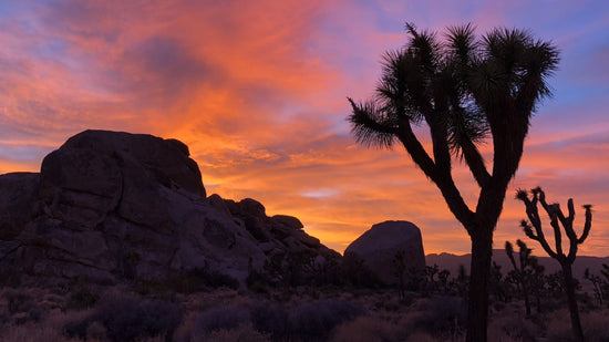 Joshua Tree Camp Vortex retreats